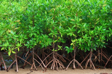 Young mangrove in mangrove forestの写真素材