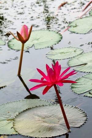 Group of pink lotus or pink water lily in pond の写真素材