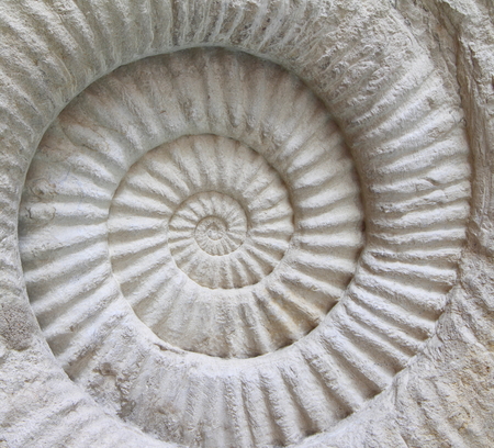 Ammonite prehistoric fossil on the surface の写真素材