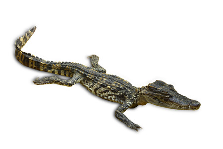 Isolated of saltwater crocodiles in Thailand over white background, clipping path の写真素材
