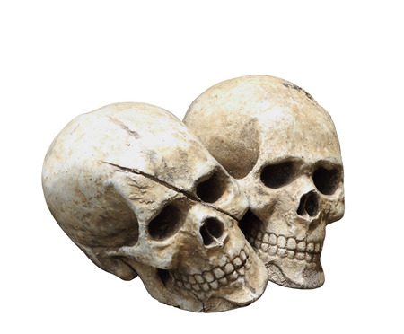Human skull model isolated on white background, clipping path の写真素材