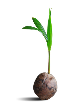 Sprout of coconut tree isolated on white background, clipping path.の写真素材