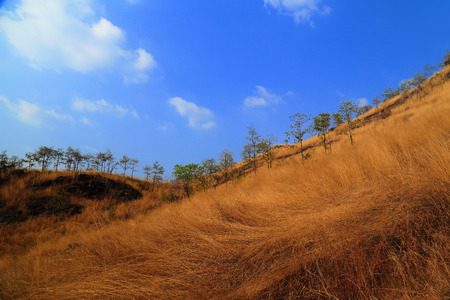 Dry grass on the mountain with blue sky, summer time.の写真素材