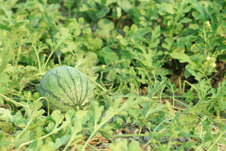 Watermelon on the green watermelon plantation in the summerの写真素材