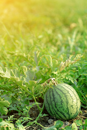 Watermelon in the garden lying on the ground in the morning.の写真素材