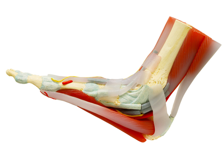 Human right foot muscles anatomy model isolated on white, clipping path.の写真素材