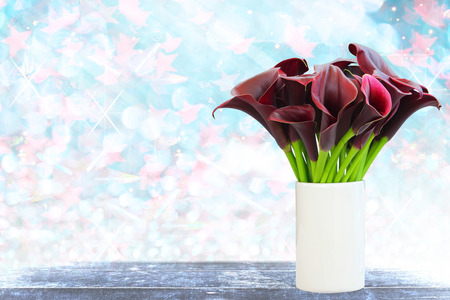Dark red calla lily with blue bokeh and free space for text, valentine twinkled bright background.の写真素材