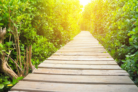 Wooden bridge in to the mangrove forest at sunsetの写真素材
