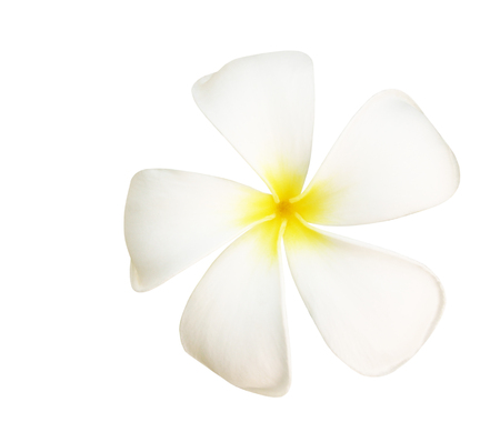 Tropical flowers of frangipani or white plumeria flowers isolated on white with clipping path.の写真素材