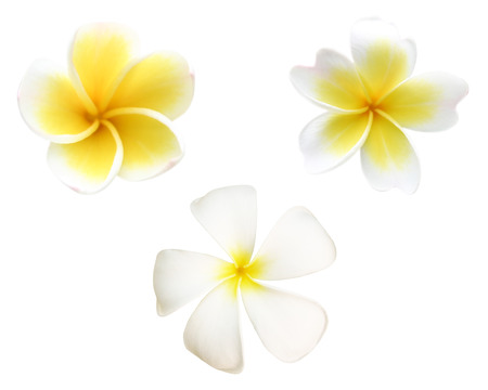 Set of frangipani or white plumeria flowers isolated on white with clipping path.の写真素材