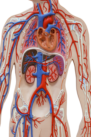 Portrait of human anatomical model isolated over white background an often used tool for medical study.の写真素材