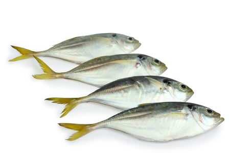 Fresh mackerel fish isolated on white backgroundの写真素材
