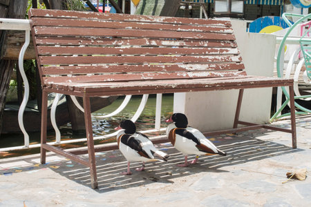 LOVELY DUCKの写真素材