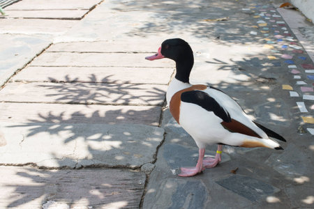 ALONE DUCK