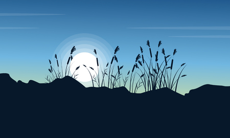 Silhouette of coarse grass at morning sceneryのイラスト素材