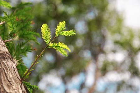 bud
