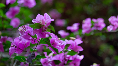 purple flowerの写真素材