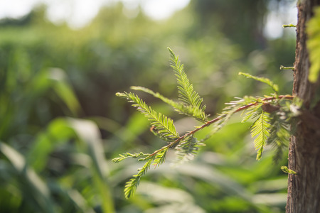 Green leafの写真素材