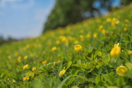 Yellow flowerの写真素材