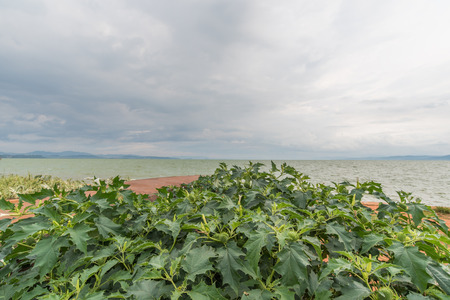 Green leafの写真素材