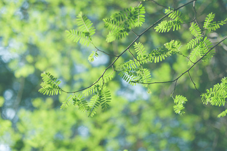 Green leavesの写真素材