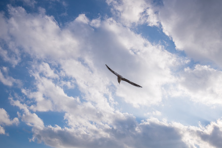 The Seagullの写真素材