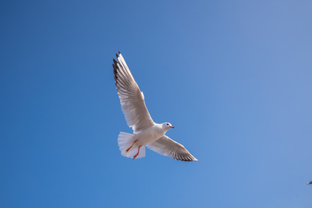 The Seagullの写真素材
