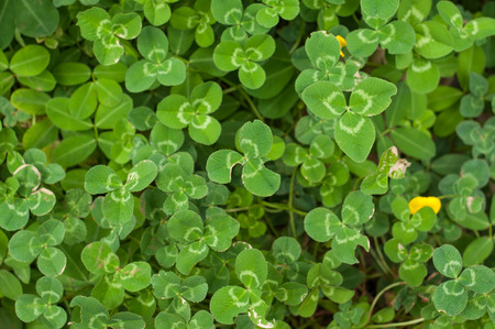 Green leaf
