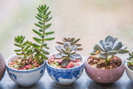 Succulent plantsの写真素材