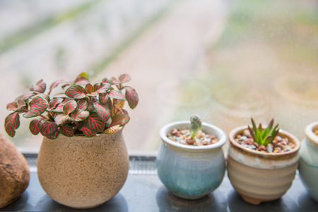 potted succulent plantの写真素材