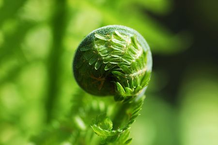 fiddlehead fernの写真素材