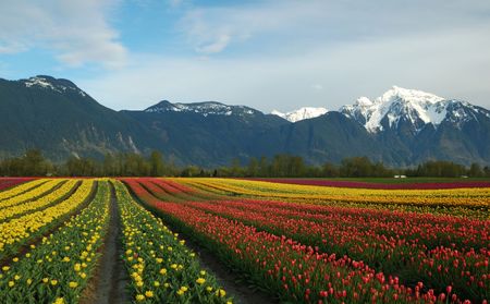 tulip field and mt. cheamの写真素材