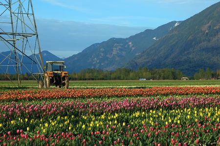 tulip field の写真素材