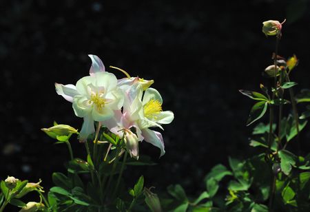 columbine flowersの写真素材