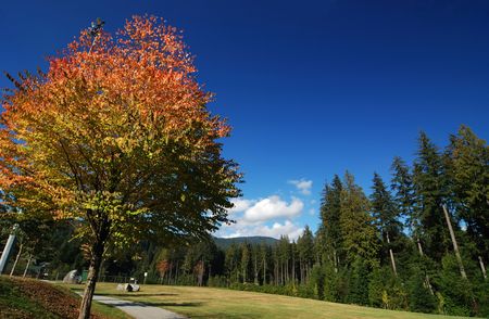 fall colorの写真素材