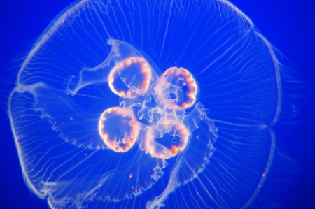 moon jellyfish