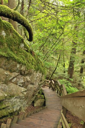 lynn valley forest