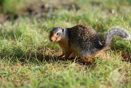 chipmunk