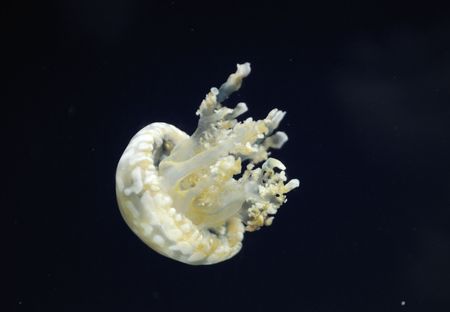 jellyfish