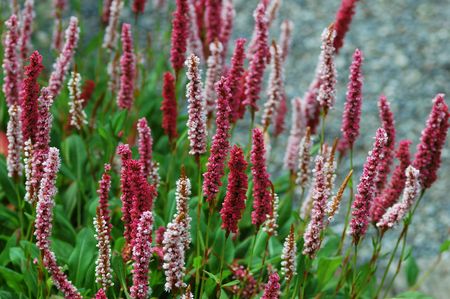 Polygonum, knotweed flowersの写真素材