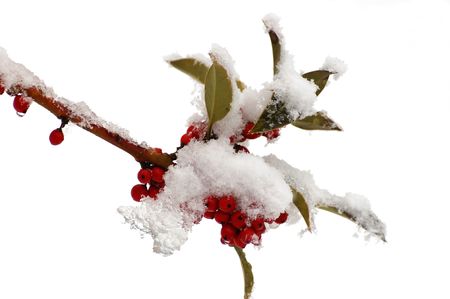 christmas berriesの写真素材