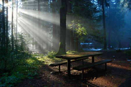Foggy Forest with sun beam, Lynn Valley Parkの写真素材