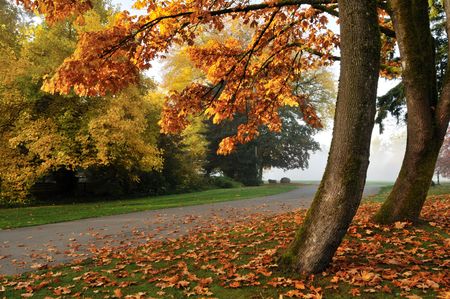 Foggy deer lake park in autumn