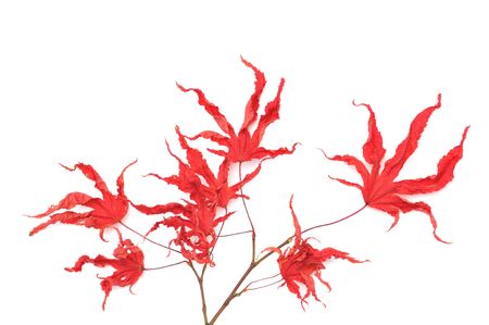Red dry maple leaves on white background