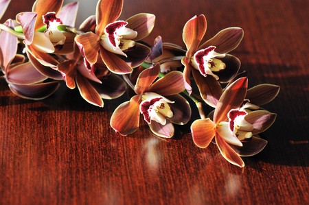Burgundy cymbidium orchid flowers の写真素材