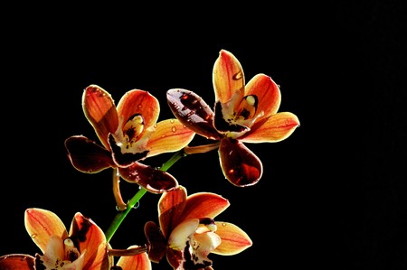Burgundy cymbidium orchid flowers の写真素材