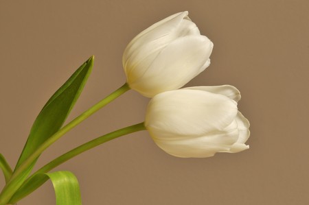 White tulips on beige backgroundの写真素材