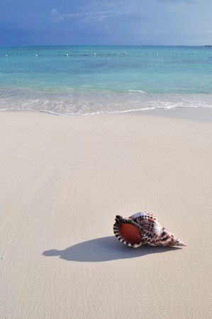 giant horn shell on caribbean white sand beachの写真素材