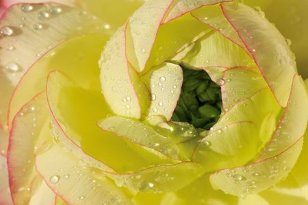 close up shot of a ranunculus flowerの写真素材