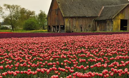 Tulip field with dilapidated old barnの写真素材